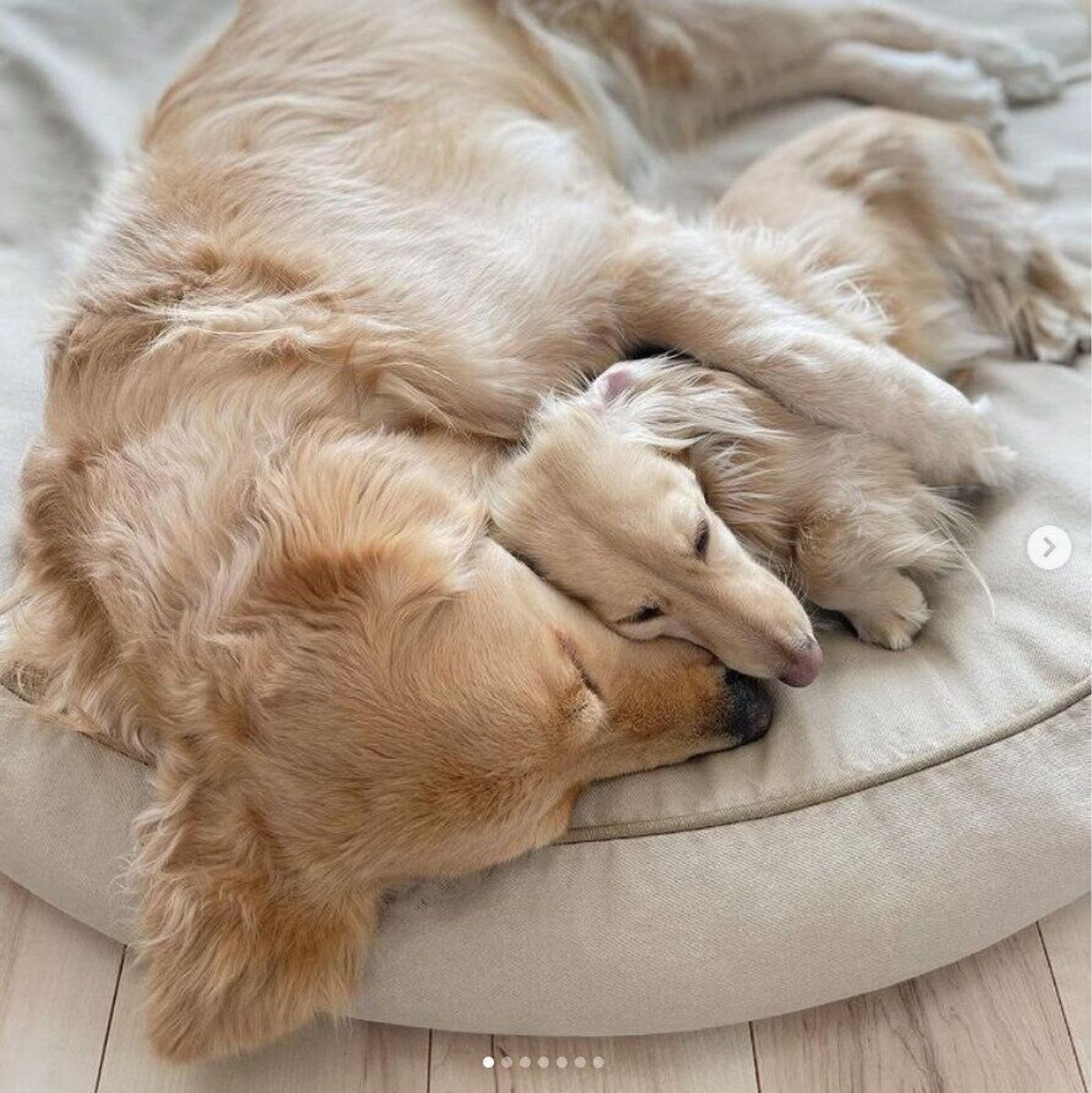 犬同士が仲良く添い寝する理由は 頬がほころぶ可愛い画像も いぬのきもちweb Magazine