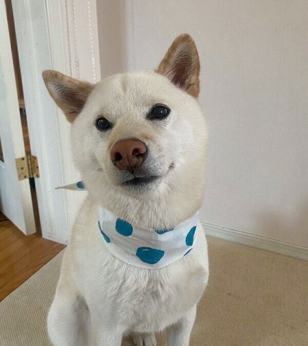 見つめる福助くん