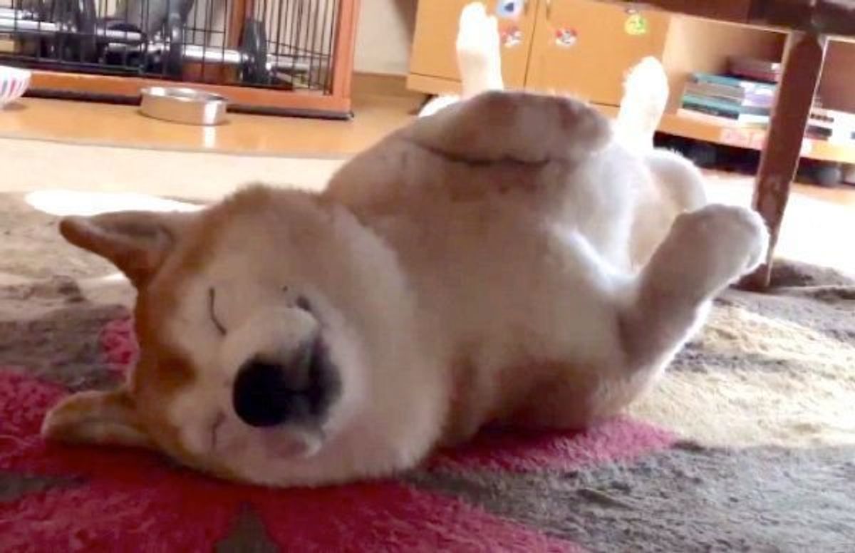 守りたい この寝顔 無防備な姿で眠る柴犬の姿が 尊い と反響 いぬのきもちweb Magazine 守りたい この寝顔 無防備な姿で眠る柴犬の姿が 尊い と反響 いぬのきもちweb Magazine