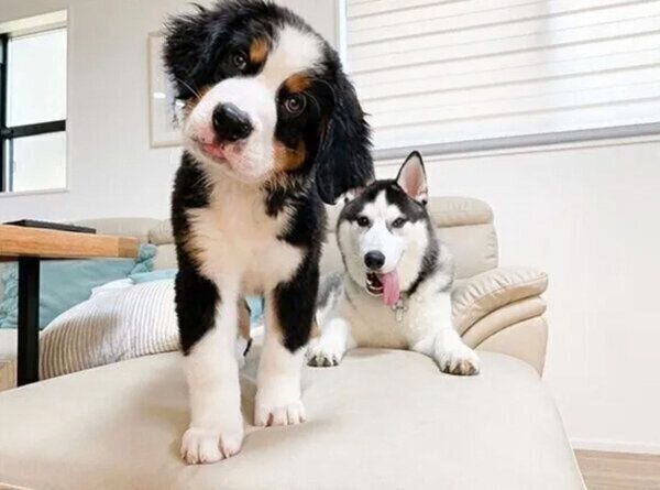 仲良しなシルバくん、ダンテくん