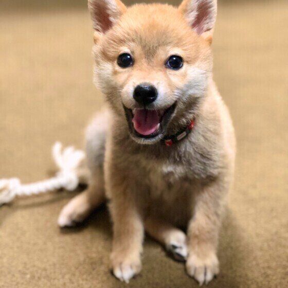 ＃スマイルドッグ　柴犬のはなちゃん