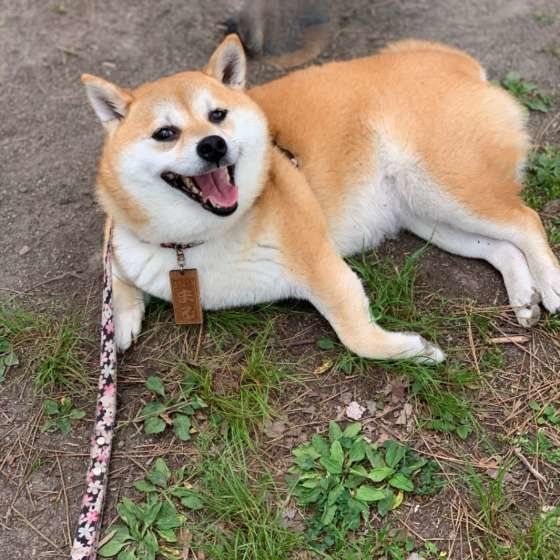 散歩中にしっぽをフリフリ 犬は 犬好きな人 を見抜けるの いぬのきもちweb Magazine