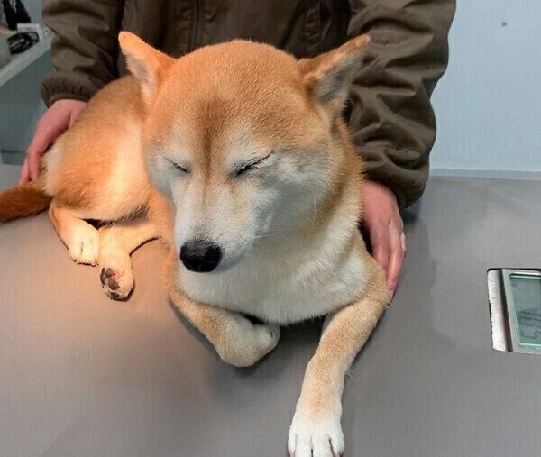 診察台で居眠りをするあんずちゃん