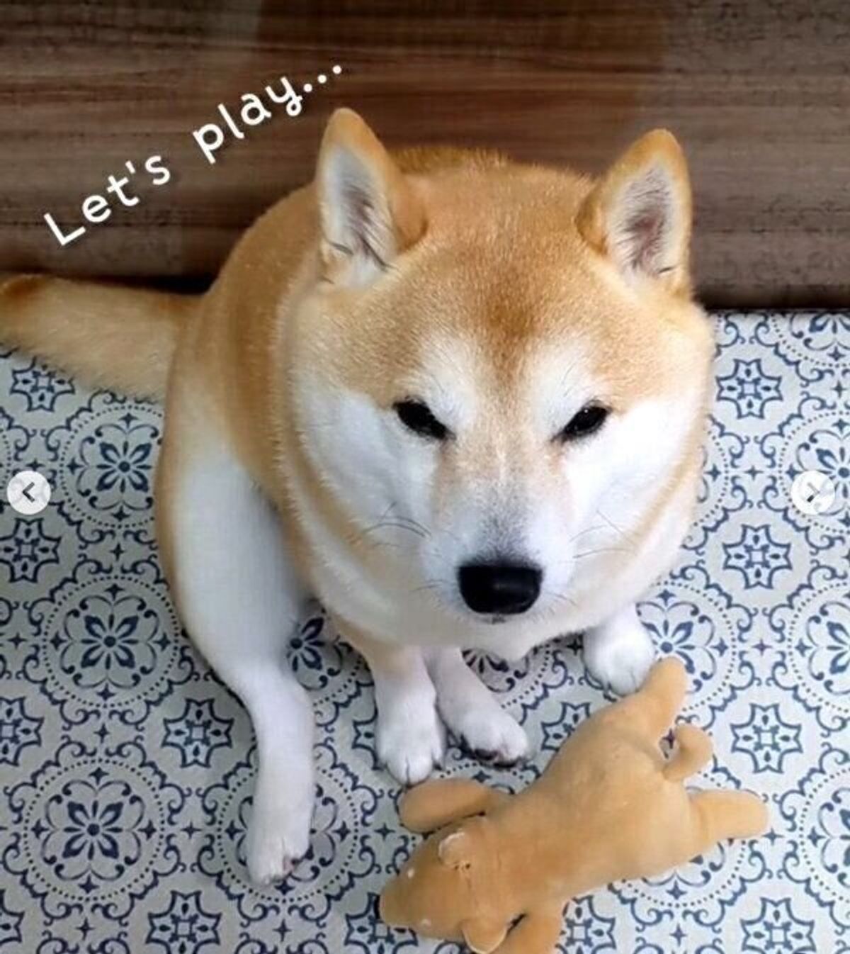 ママと遊びたい柴犬が見せた 作戦 に悶絶 飼い主と一緒に遊ぶのが好きな犬の傾向とは 獣医師解説 いぬのきもちweb Magazine ママと遊びたい柴犬が見せた 作戦 に悶絶 飼い主と一緒に遊ぶのが好きな犬の傾向とは 獣医師解説 いぬのきもちweb Magazine