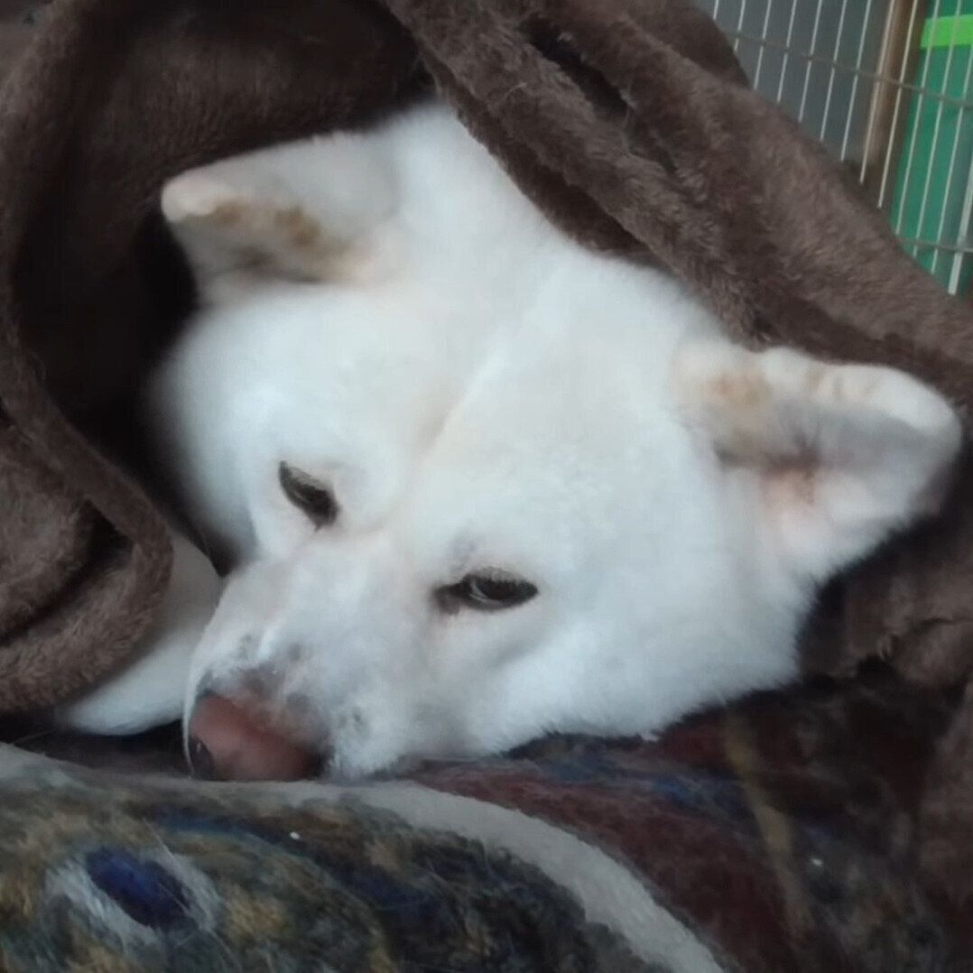 毛布に負けているゆうき君