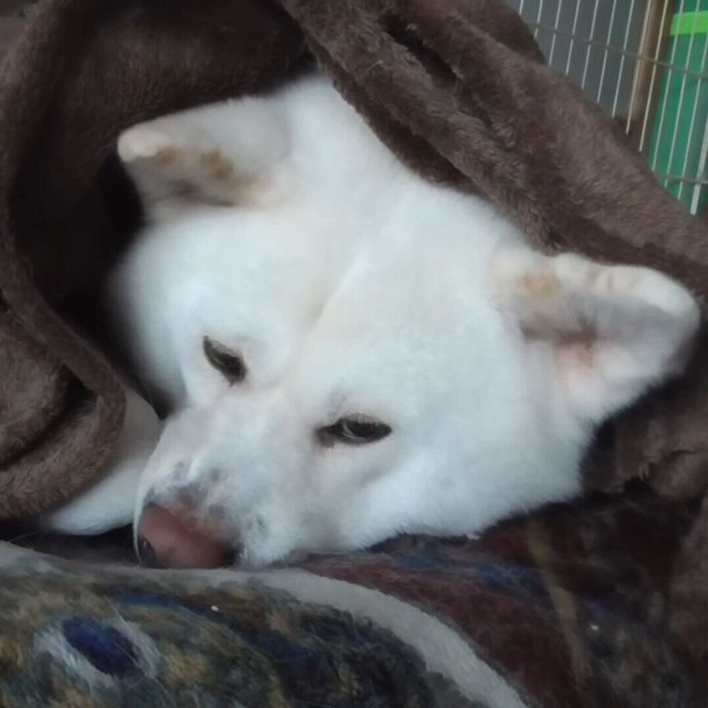 毛布の心地よさに敗北する秋田犬 暖かすぎて起きあがれない いぬのきもちweb Magazine 毛布の心地よさに敗北する秋田犬 暖かすぎて起きあがれない いぬのきもちweb Magazine