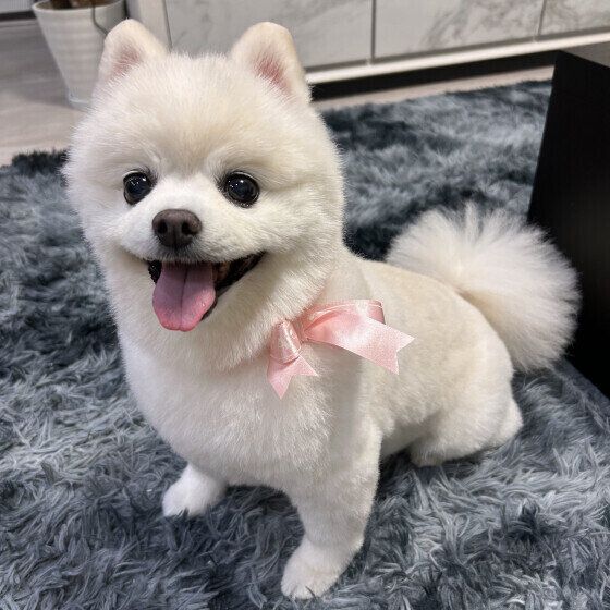 ポメラニアンのショコラちゃん