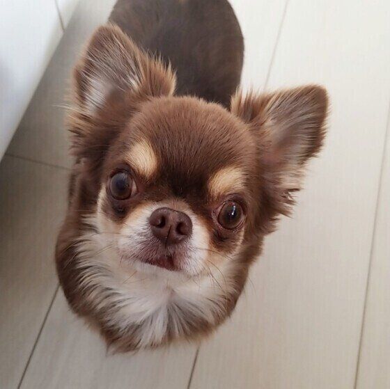 見つめるチワワ