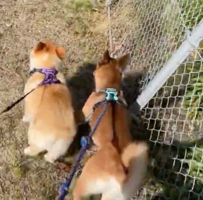 兄犬パックくん(画像左)と、どうしてもくっついて歩きたい弟犬ビギーくん(画像右)