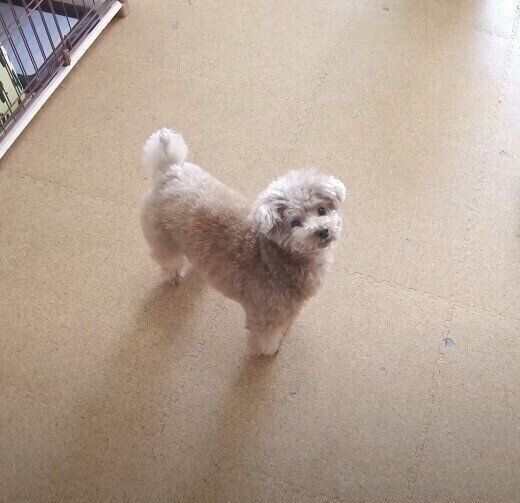 パパさんを見上げるトイ・プードル