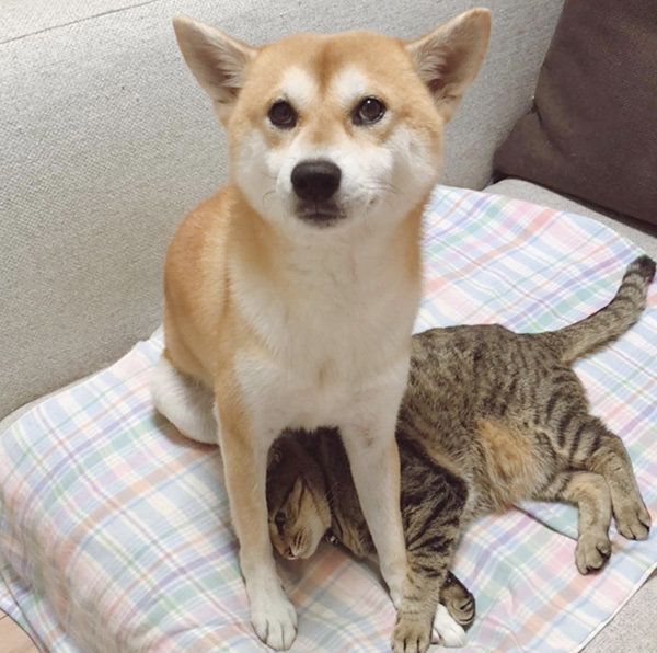 HaluちゃんとMugiちゃん