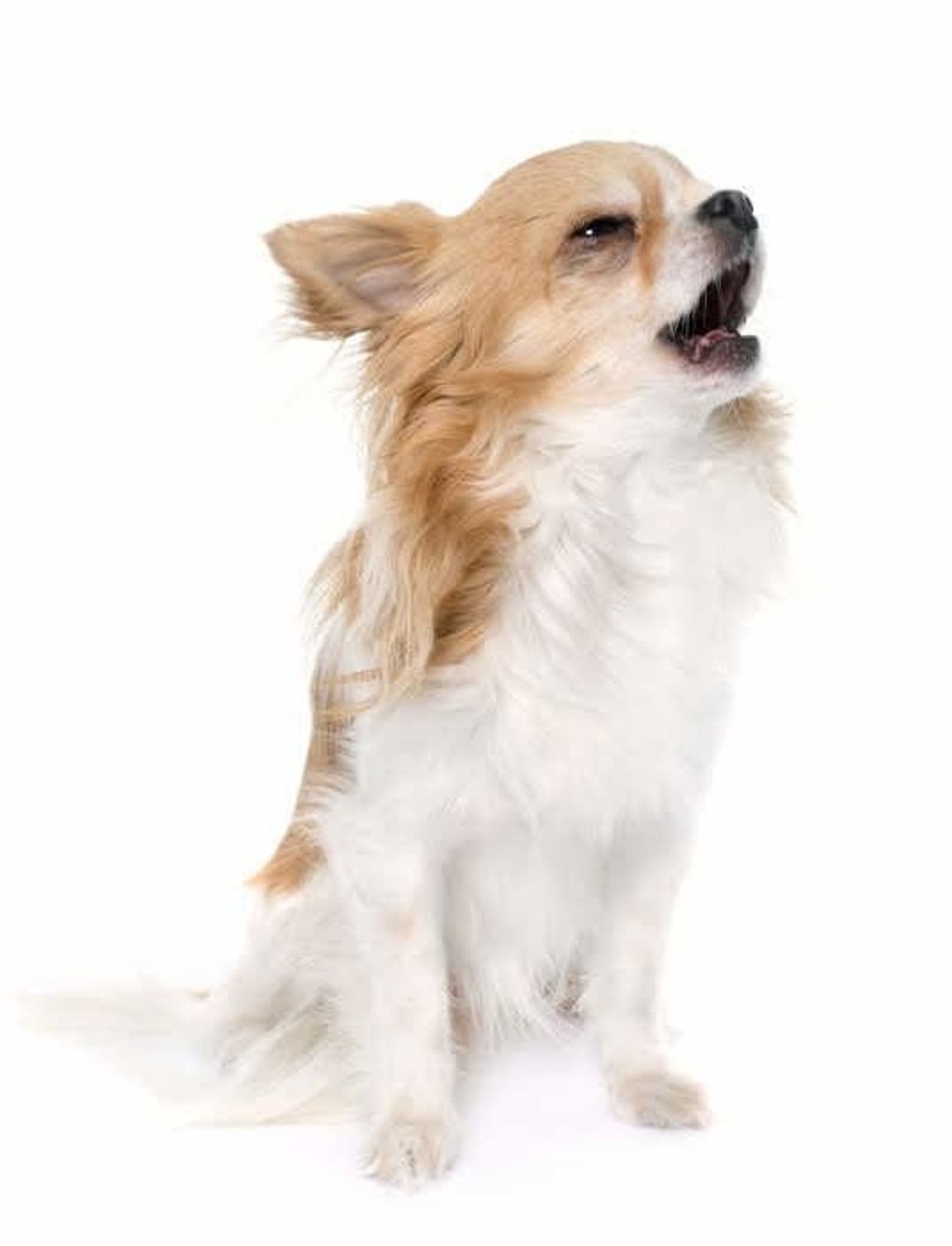 獣医師監修 犬が唸る理由とは ケース別のやめさせ方も解説 いぬのきもちweb Magazine 獣医師監修 犬が唸る理由とは ケース別のやめさせ方も解説 いぬのきもちweb Magazine