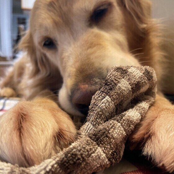 タオルで遊ぶゴールデン・レトリーバー
