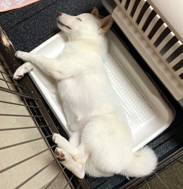 トイレで爆睡する雪海ちゃん