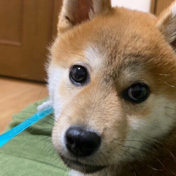 歯石が付きやすい犬と付きにくい犬の違いと理由 いぬのきもち