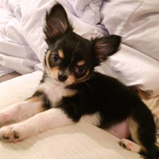 見つめるチワワ