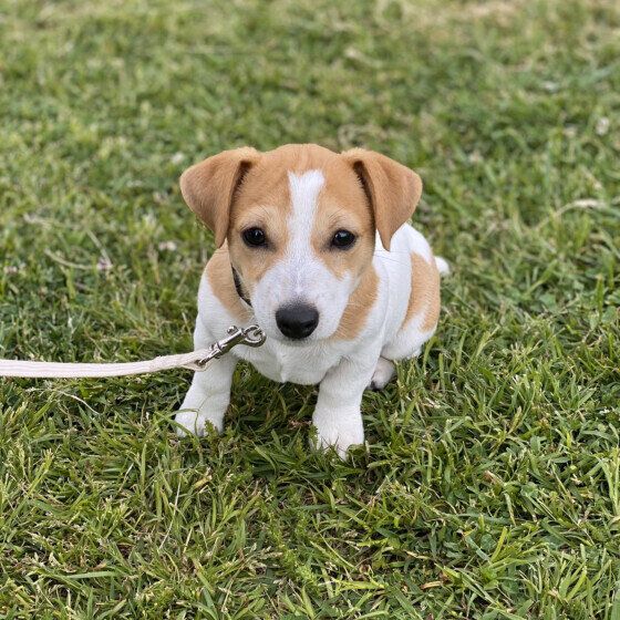 はじめてお散歩するふうちゃん