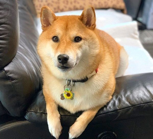 定位置でくつろぐ柴犬