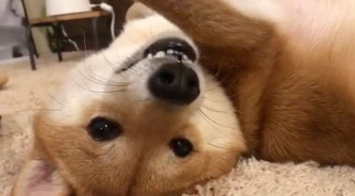 よーく見るとすごいポーズな柴犬 かわいすぎる姿とは いぬのきもちweb Magazine よーく見るとすごいポーズな柴犬 かわいすぎる姿とは いぬのきもちweb Magazine