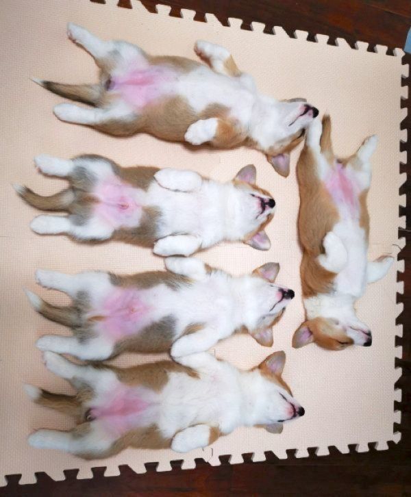 爆睡するコーギーの子犬たち