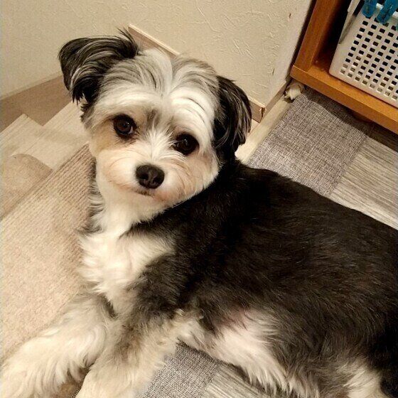 Mix（小型犬）のこたろうくん♪