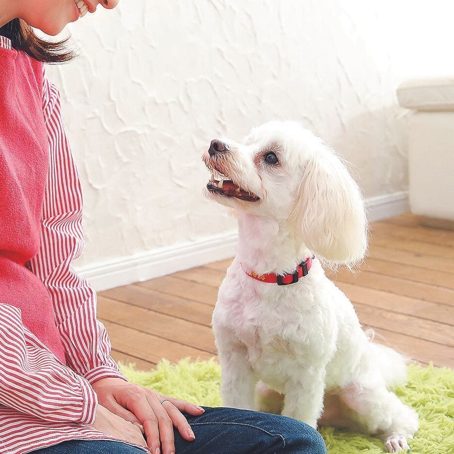 おやつよりも飼い主さんの笑顔