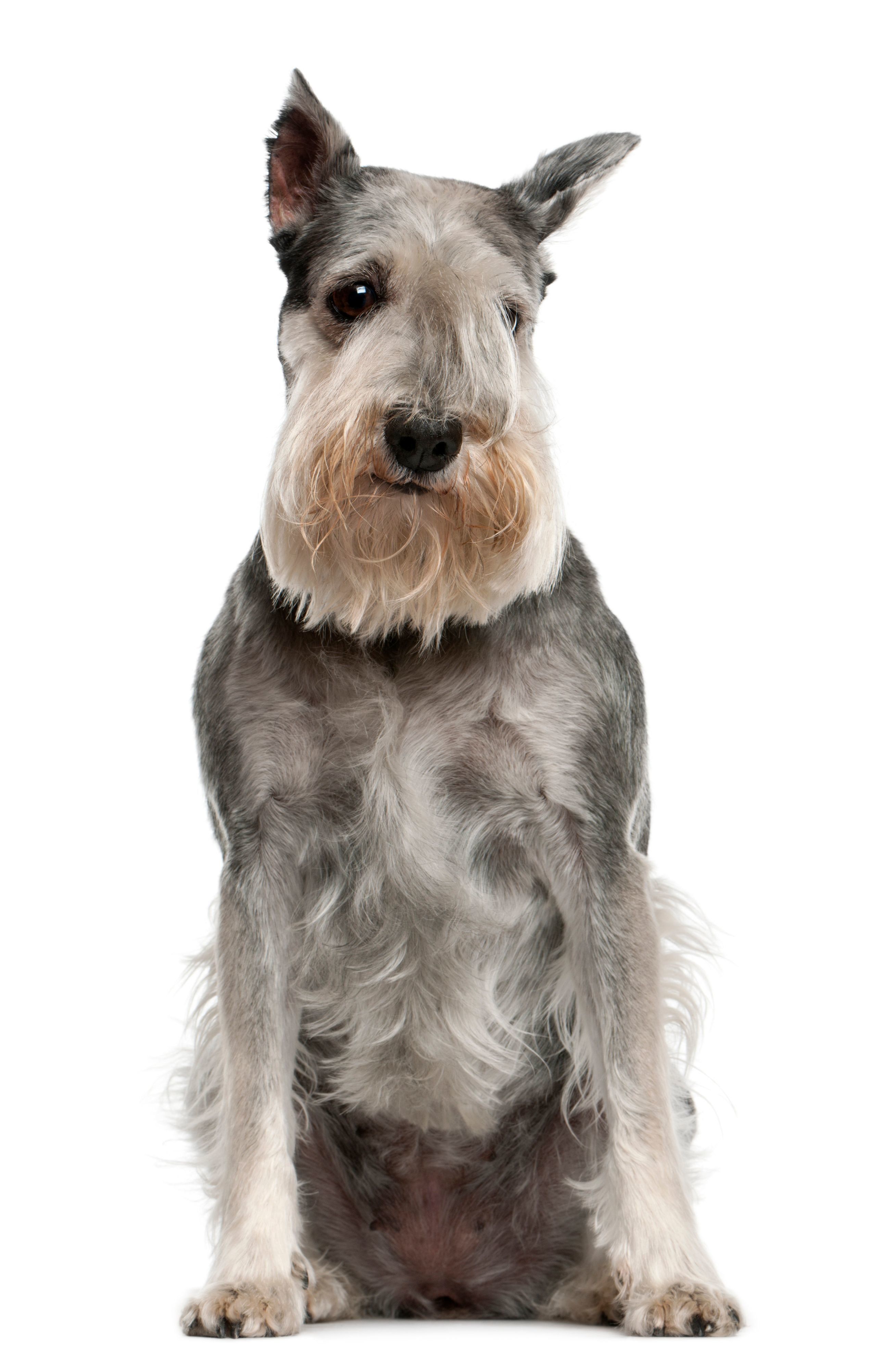 スタンダード・シュナウザー