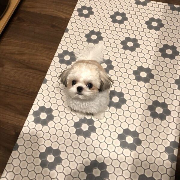 ごはん待ちのたむたむくん