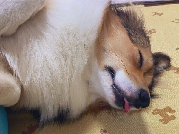 舌を出したまま眠るうりちゃん