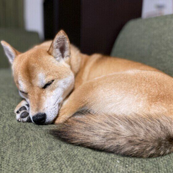 眠る柴犬