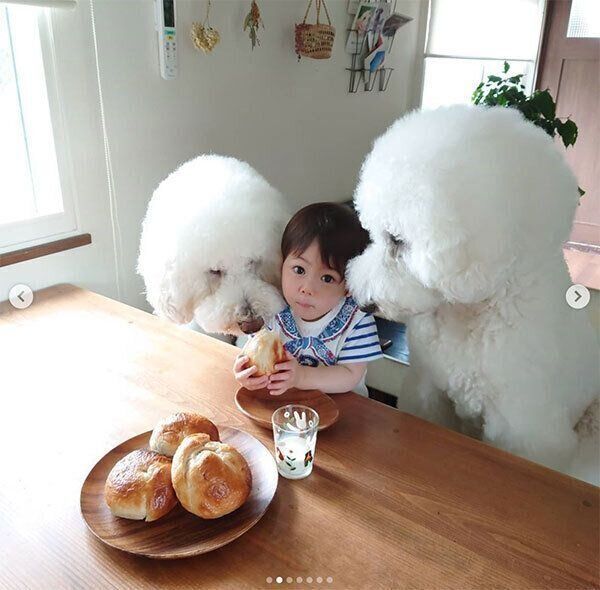 お兄ちゃんワンコたちに囲まれるむぎくん