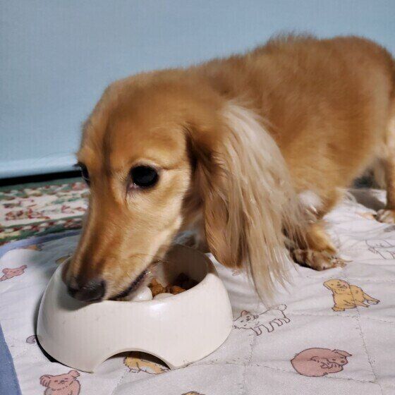 ゴハンを食べるマリンちゃん