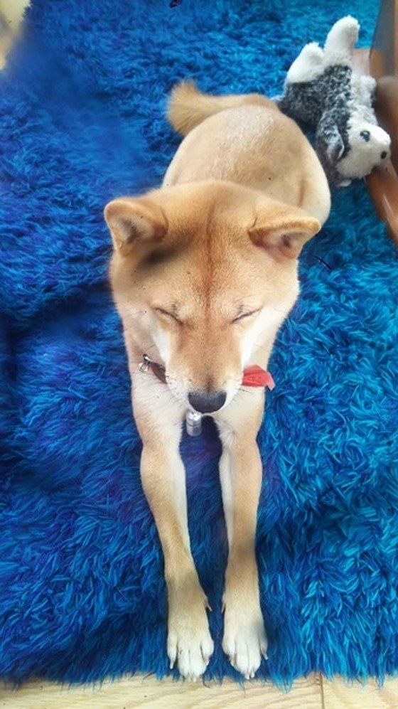 青いマットの上でフセする柴犬