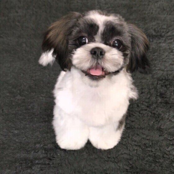 梅雨は室内が犬クサくなりやすい？犬の体に優しい掃除や洗濯のコツ いぬのきもち