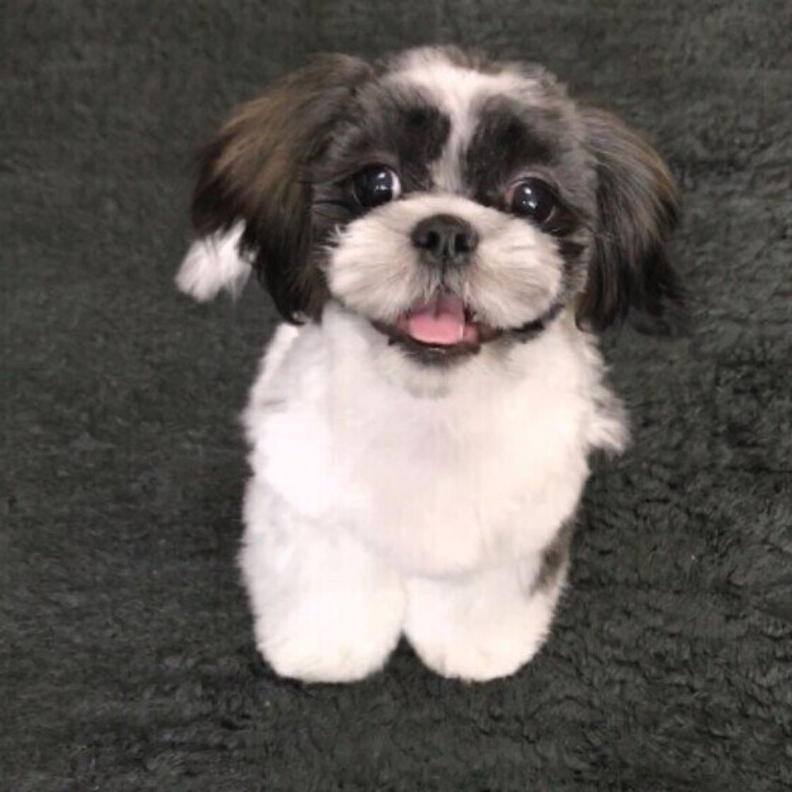 梅雨時は室内が犬クサくなりやすい 犬の体にやさしい掃除や洗濯のコツ いぬのきもちweb Magazine 梅雨時は室内が犬クサくなりやすい 犬の体にやさしい掃除や洗濯のコツ いぬのきもちweb Magazine