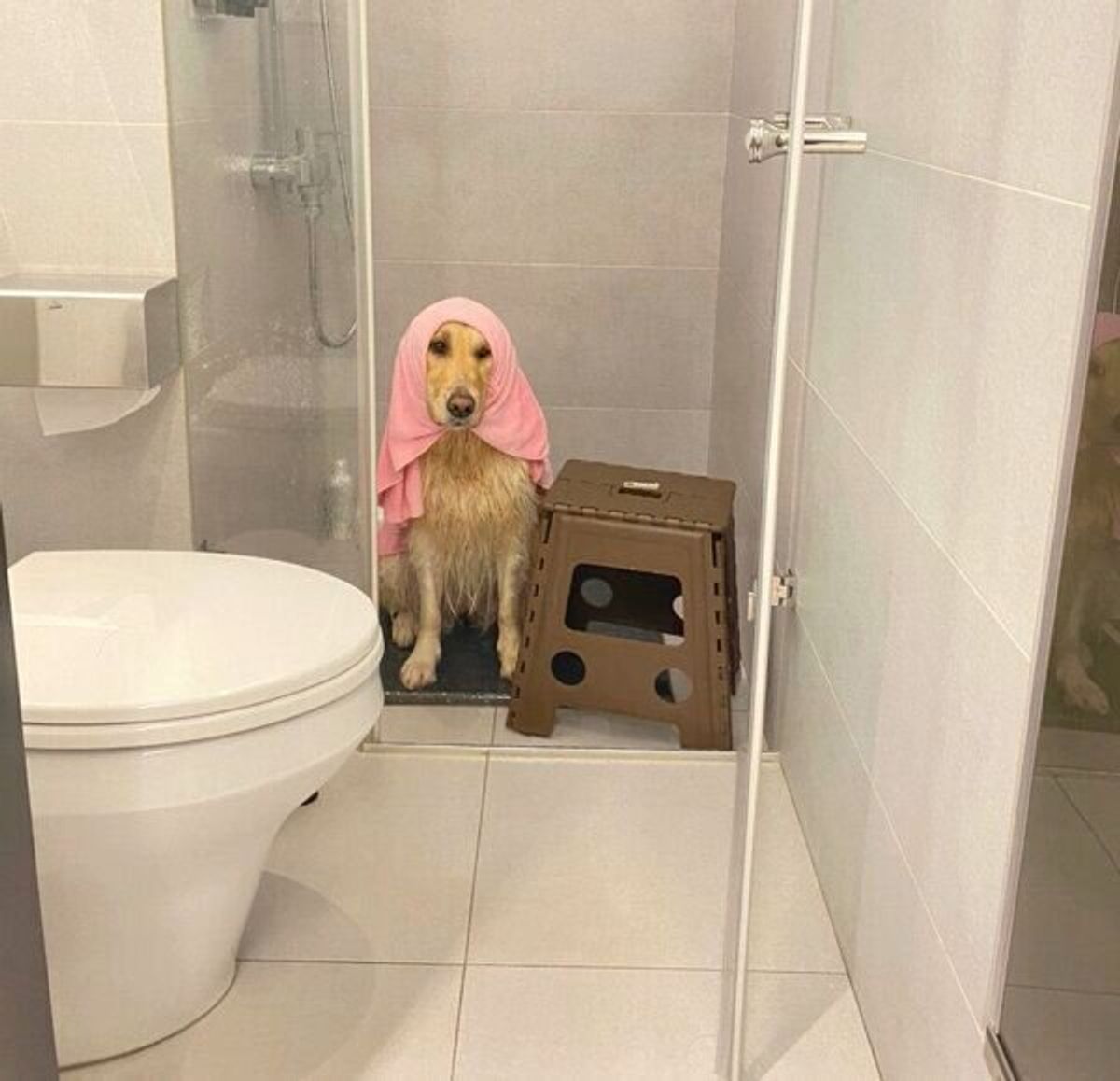 可愛い の嵐 シャンプー ドライヤー待ち をする犬のおりこうな姿にほっこり いぬのきもちweb Magazine 可愛い の嵐 シャンプー ドライヤー待ち をする犬のおりこうな姿にほっこり いぬのきもちweb Magazine