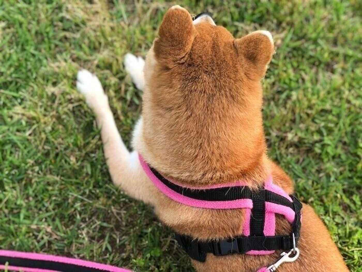 虫が怖い柴犬マロたんにお散歩時の虫よけ対策 でもいつも通り塩対応なマロたんです いぬのきもちweb Magazine 虫が怖い柴犬マロたんにお散歩時の虫よけ対策 でもいつも通り塩対応なマロたんです いぬのきもちweb Magazine