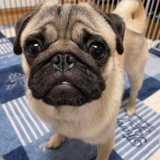 注意したい散歩中の誤飲、落ちているゴミやマスクに犬を近づけないで！ いぬのきもち