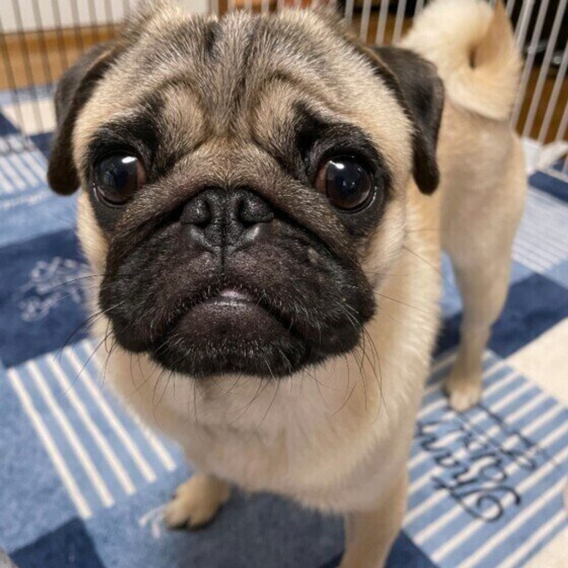 注意したい犬の散歩中の誤食 落ちているゴミやマスクに犬を近づけないで いぬのきもちweb Magazine 注意したい犬の散歩中の誤食 落ちているゴミやマスクに犬を近づけないで いぬのきもちweb Magazine