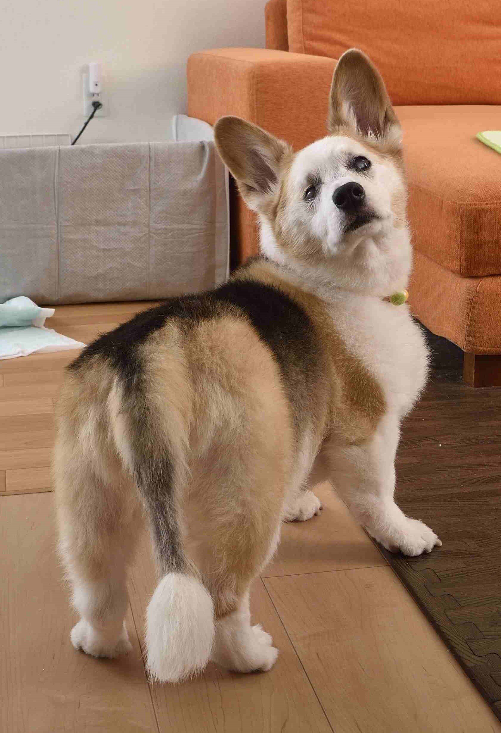 後ろを振り向くラッキーくん。目線の先には大好きな飼い主さんが。