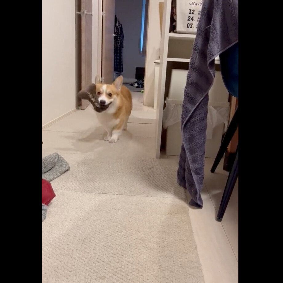 おもちゃを噛むはるたくん