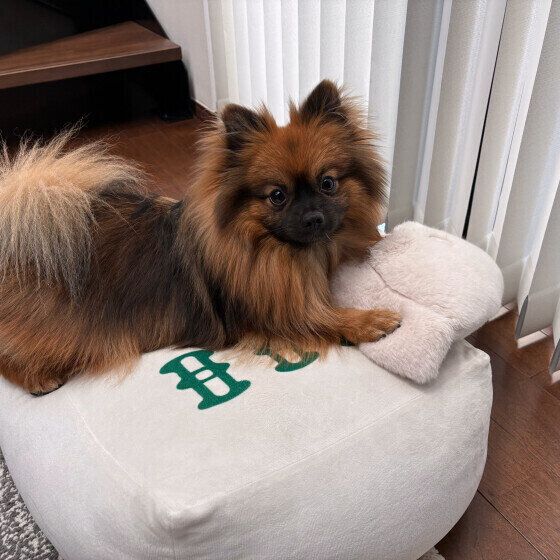 ポメラニアンのポン太くん