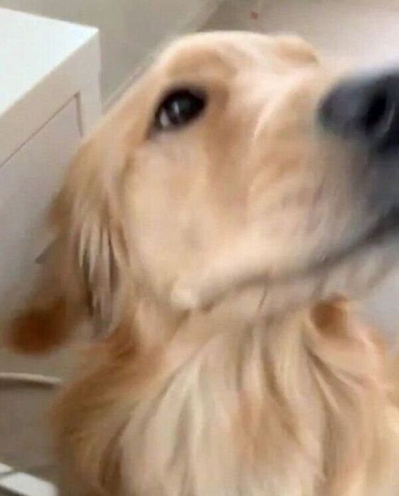 飼い主さんにかまってアピールをするコメちゃん