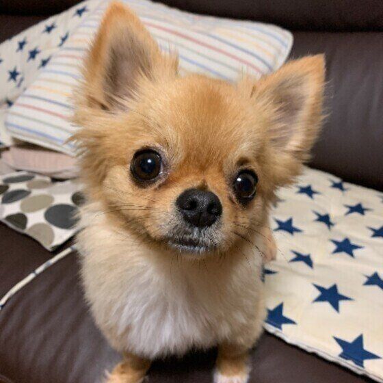 獣医師監修 チワワにおすすめのドッグフードは 量や食べないときの対処法 いぬのきもちweb Magazine