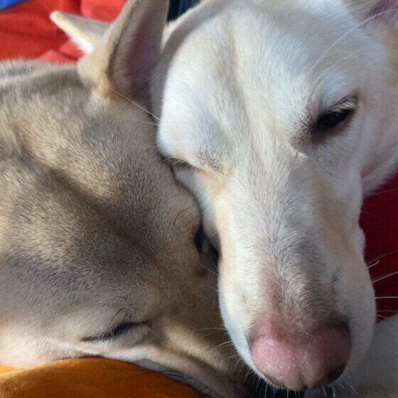 寄り添う姉妹犬