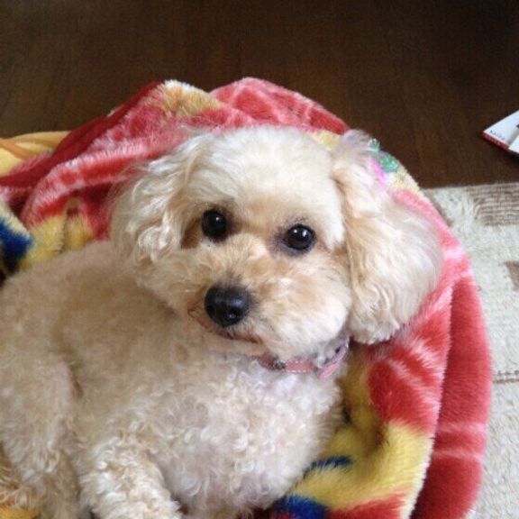 毛布に包まれるトイ・プードル