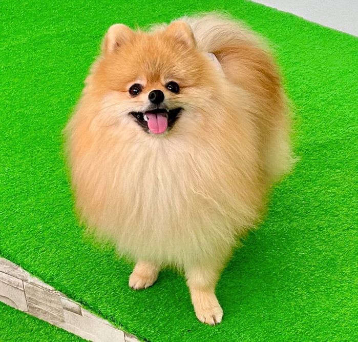 室内ドッグランで遊ぶたぬくん