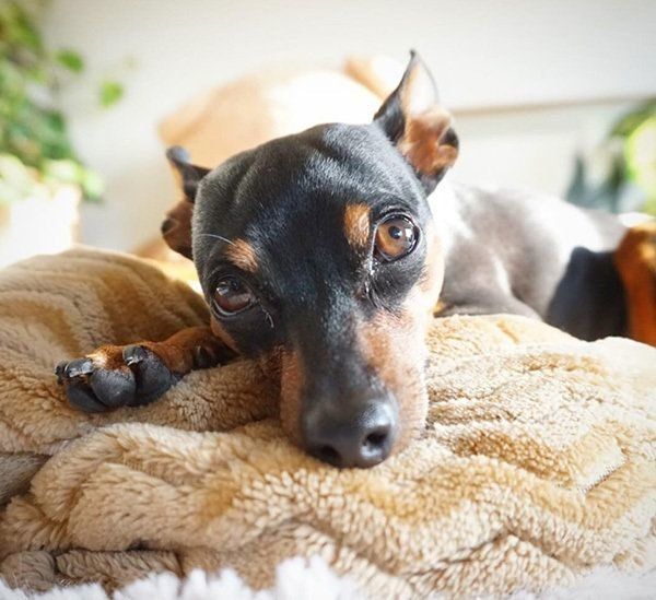 見つめるミニチュア・ピンシャー