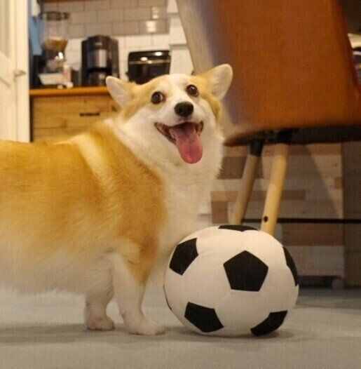 サッカーボールとコーギー