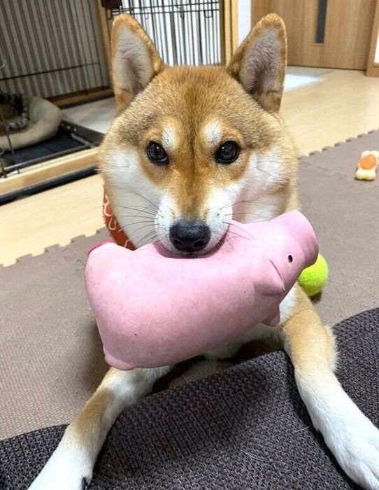 おもちゃをくわえるはるちゃん